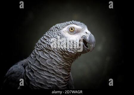 African Timneh grau Papagei oder Kongo grau Papagei, Kongo African grau Papagei Stockfoto