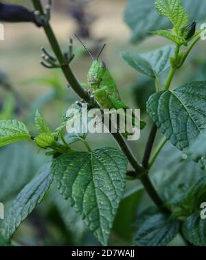 Grasshopper, der Blätter auf einer Blumenpflanze frisst Stockfoto