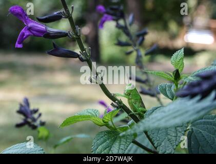 Grasshopper, der Blätter auf einer Blumenpflanze frisst Stockfoto