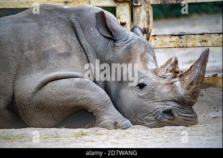 Weißes Nashorn oder Ceratotherium simum, das in Gefangenschaft liegt Stockfoto