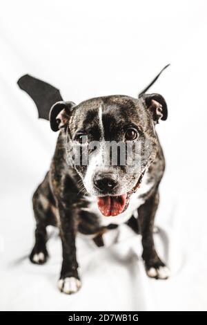 Lächelnd englischer Staffordshire Bull Terrier (staffie) Hund trägt lustige Fledermaus Flügel Kostüm für Halloween auf weißem Hintergrund Stockfoto