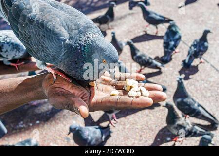 Miami Florida, schwarzer erwachsener Mann männlich, Tauben aus der Hand füttern, Stockfoto