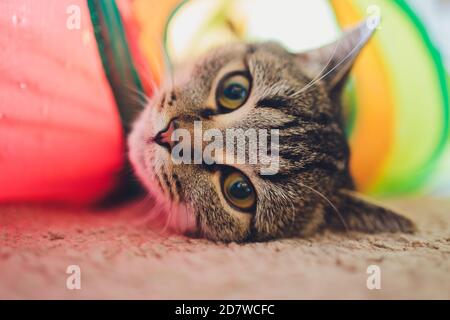 Calico Cat Gerahmt und Alarm in Cat Tunnel Toy. Stockfoto