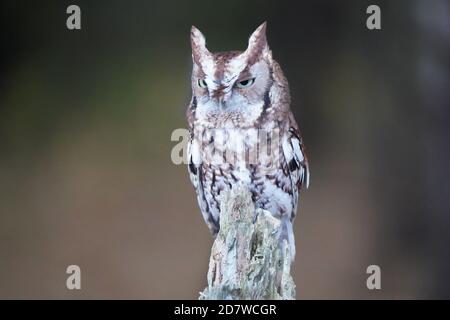 Eastern Screech Eule grau und rot morph Stockfoto