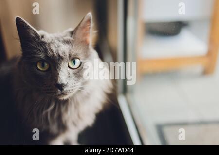 Black Cat sitzt neben der Glastür. Stockfoto