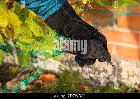 Nahaufnahme der Person, die schwarzen Vogel im schützenden grünen Netz stecken, um Beeren vor Vögeln zu schützen, die diesen Herbst im Hausgarten fressen. Stockfoto