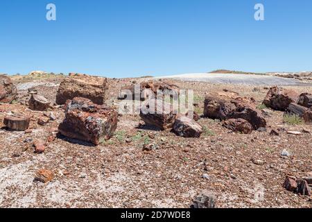 Broken Petrified Logs im Petrified Forest National Park, Arizona-USA Stockfoto