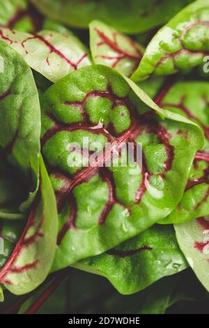 Schweizer Mangold Mikrogrün als Hintergrund. Makroaufnahme von Micro Green Leaf Stockfoto