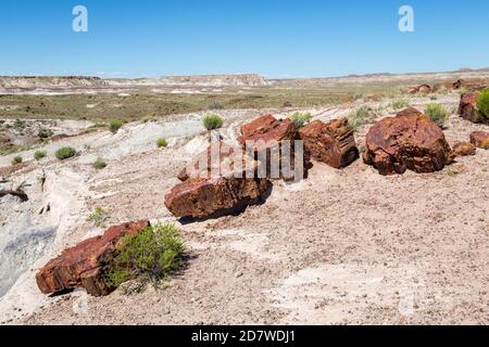 Broken Petrified Logs im Petrified Forest National Park, Arizona-USA Stockfoto