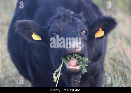 Eine Kuh, die eine Distel frisst Stockfoto