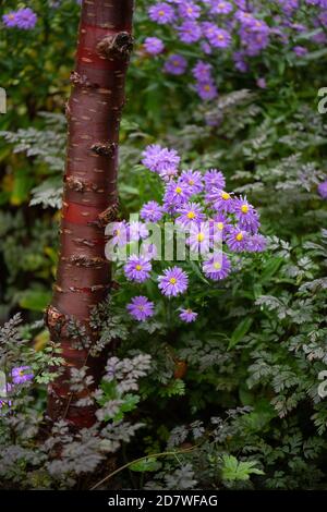 Prunus serrula, lila Aster Blumen und anthriscus sylvestris ravenwing Detail in lila Herbst Grenze, Schottland, UK Stockfoto