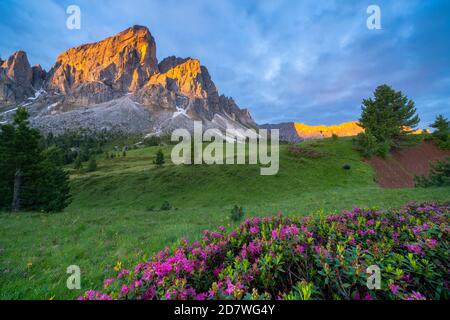 Sonnenaufgang über Sass De Putia (Peitlerkofel) und blühenden Rhododendren, Passo Delle Erbe (Wurzjoch), Dolomiten, Südtirol, Italien Stockfoto