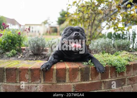 Staffordshire Bull Terrier Hund liegt in einem Blumenbett an einer Wand in einem Graden oder Hinterhof. Er schaut lächelnd auf die Kamera. Stockfoto