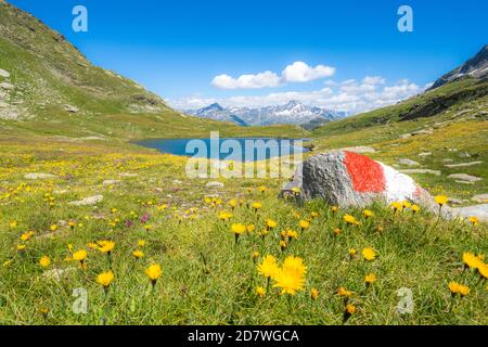 Wanderzeichen auf Gras mit gelben Blüten in Blüte rund um Baldiscio Seen, Valchiavenna, Vallespluga, Lombardei, Italien bedeckt Stockfoto