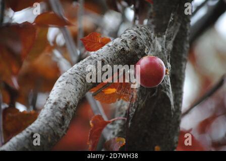 Rote frische Samen oder Früchte Stockfoto