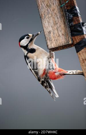 Great Spotted Woodpecker (männlich) Dendrocopos Hauptessen von einem Erdnussfutter an einem Holzpfosten im Cairngorms National Park, Schottland angeschlossen Stockfoto