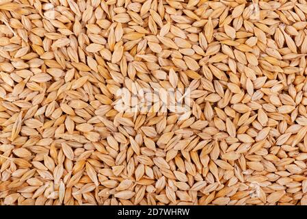 Malztes Gerste Körner Hintergrund. Gerstensamen aus nächster Nähe. Draufsicht. Stockfoto