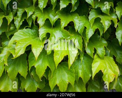 Nahaufnahme von Efeublättern, die die Wand bedecken, englischem Efeu, europäischem Efeu. Natürliche grüne Blätter Wand Hintergrund Stockfoto