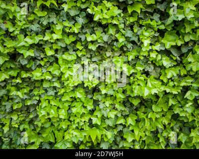 Natürliche grüne Blätter Wandhintergrund, Pflanze an der Wand Textur, Efeu Blätter decken die Wand Stockfoto