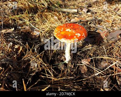 Fliege Agaric, amanita muscaria, Pilz im Kiefernwald im Herbst.giftige Pilze Stockfoto