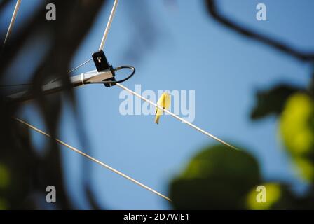 Safranfink, der auf einer Antenne steht Stockfoto