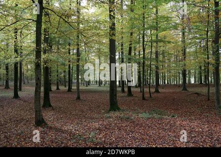 Schöner Buchenwald im Morgenlicht Stockfoto