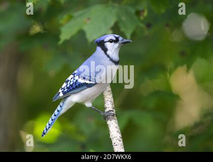 Blue Jay thront im Sommer auf einem Zweig Stockfoto