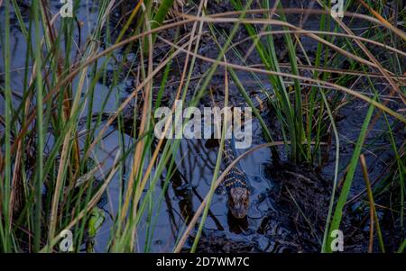 Baby Alligatoren entdecken ihre Umgebung, im Everglades National Park Stockfoto