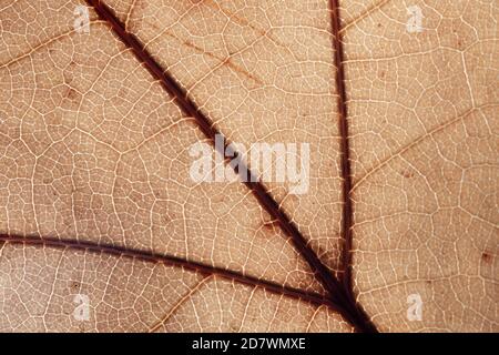 Herbst Braun Blatt Makro Detail Stockfoto