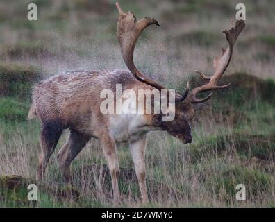 Brachhirsch im Regen Stockfoto