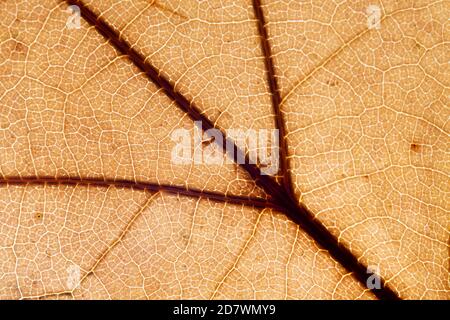 Herbst Braun Blatt Makro Detail Stockfoto