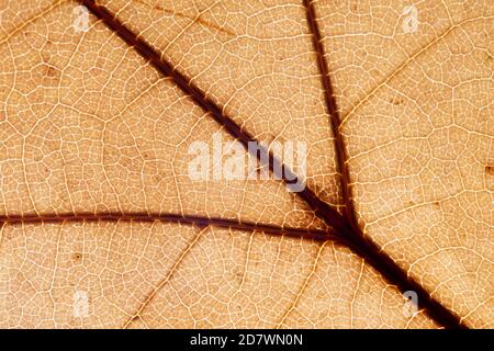 Herbst Braun Blatt Makro Detail Stockfoto