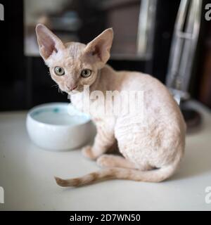 Fütterung der Katze mit Thunfischdose. Devon Rex Kitten isst nasses Essen aus weißem Keramikplatte auf dem Holzboden platziert und legen Matte. Selektiver Fokus Stockfoto
