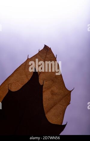 Blattdetail auf Verlaufshintergrund (gruselig) Stockfoto