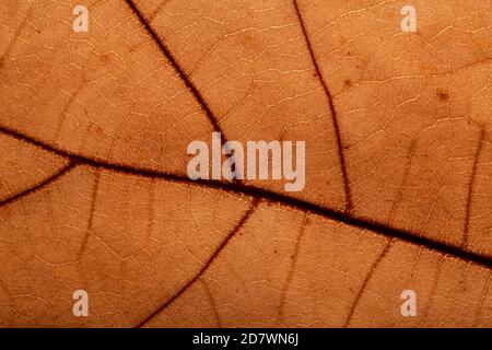 Herbst Braun Blatt Makro Detail Stockfoto