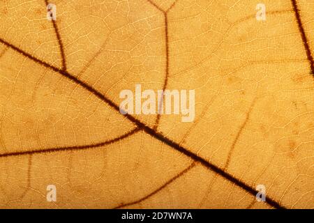 Herbst Braun Blatt Makro Detail Stockfoto