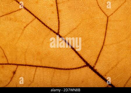 Herbst Braun Blatt Makro Detail Stockfoto