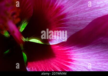 Hibiscus Juno Nahaufnahme Detail der hellen Farben Stockfoto