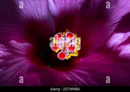 Hibiscus Juno Nahaufnahme Detail der hellen Farben Stockfoto