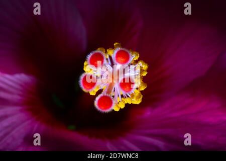 Hibiscus Juno Nahaufnahme Detail der hellen Farben Stockfoto