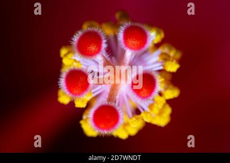 Hibiscus Juno Nahaufnahme Detail der hellen Farben Stockfoto