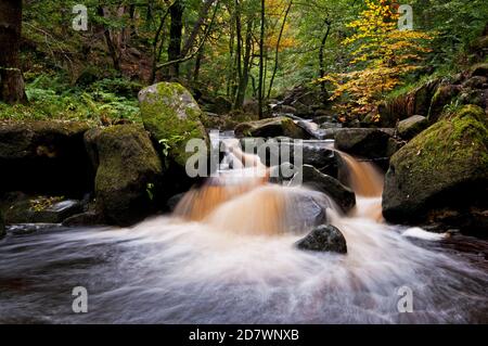 Herbst, Padley Gorge, eine ikonische Lage im Peak District National Park. Die Gegend ist in lebendigen, kontrastierenden, farbenfrohen Herbsttönen gehalten. Stockfoto