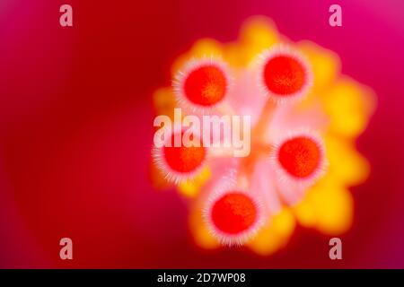 Hibiscus Juno Nahaufnahme Detail der hellen Farben Stockfoto