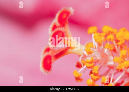 Hibiscus Juno Nahaufnahme Detail der hellen Farben Stockfoto