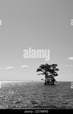 Zypressen, die im Albemarle Sound gegen den Horizont silhouettiert wurden Von North Carolina Stockfoto