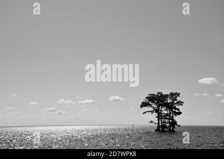 Zypressen, die im Albemarle Sound gegen den Horizont silhouettiert wurden Von North Carolina Stockfoto