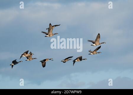 Eine Gruppe Kanadagänse, die mit einem blauen Himmel fliegen Hintergrund Stockfoto