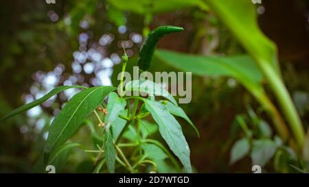 Kleine Paprika wachsen auf dem grünen Pfefferbaum. Ein schönes natürliches Bild. Stockfoto