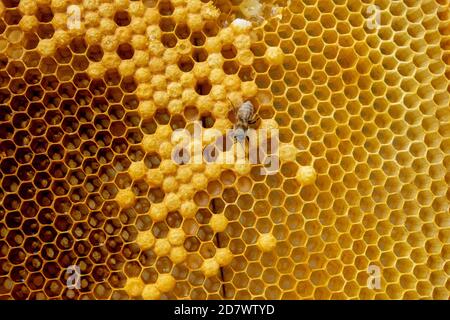 Nahaufnahme von Bienen auf wabe in der Imkerei - selektive Fokus, kopieren Raum Stockfoto