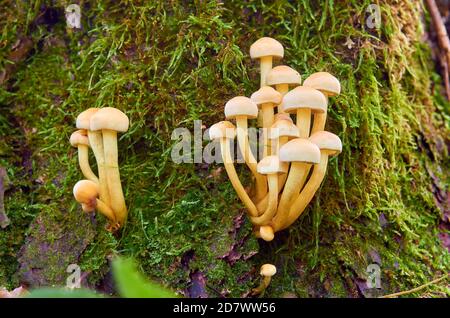 Gelbe Pilze mit Hüten wachsen auf einem mit einem Stumpf bedeckten Stumpf Moos Stockfoto